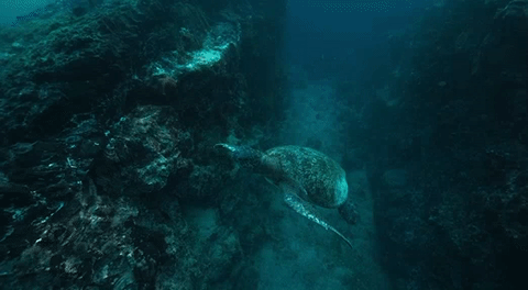 Dive the Galápagos