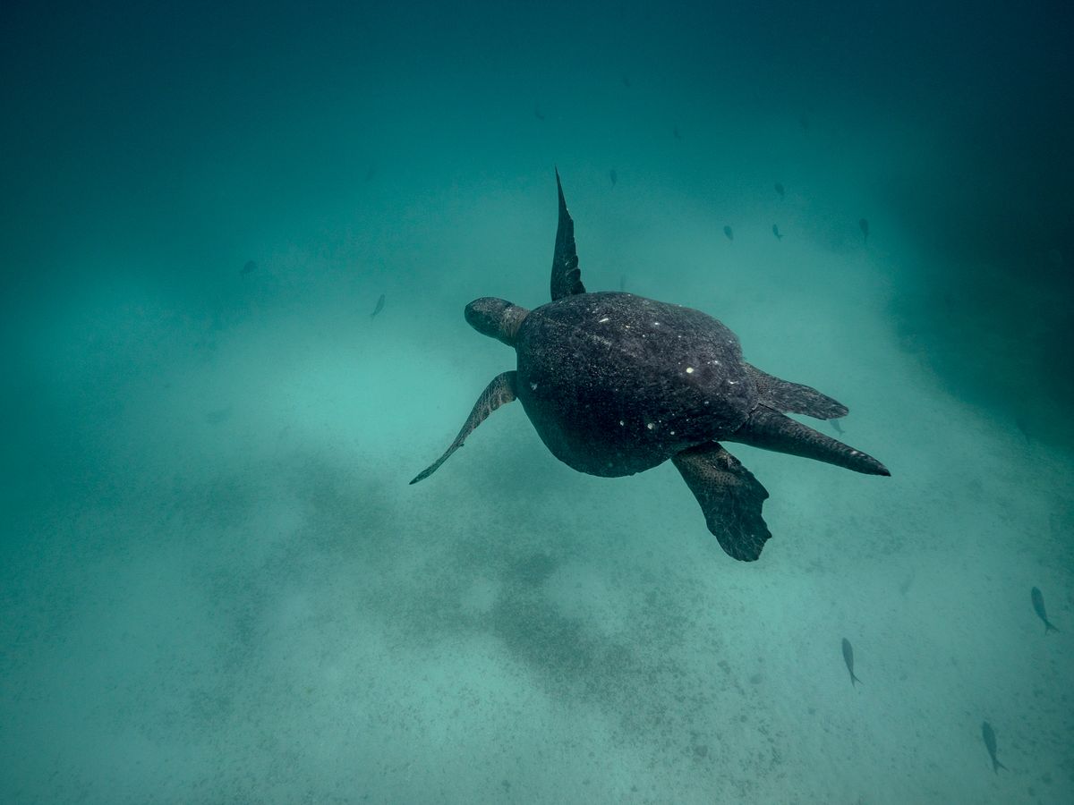 Learn underwater photography